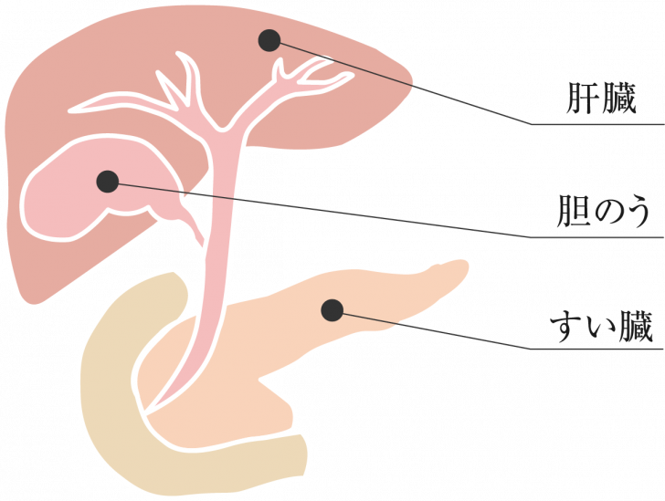 肝臓・胆のう・膵臓イラスト